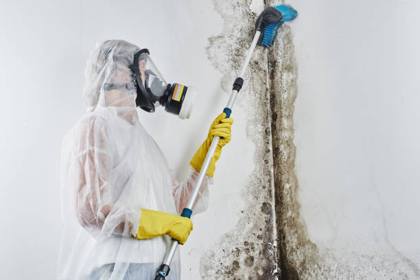 Mold Testing and Removal in Huntingdon, TN