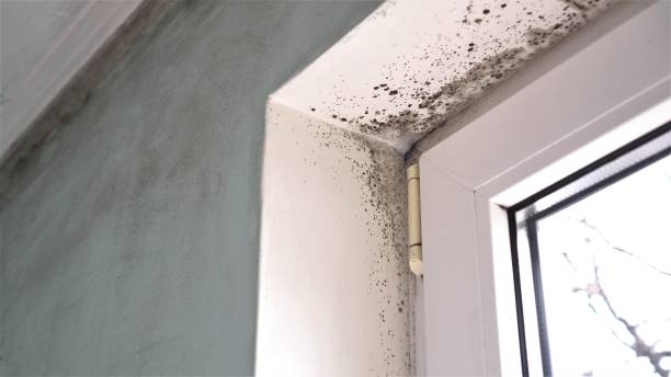 Professional Mold Removal in Huntingdon, TN