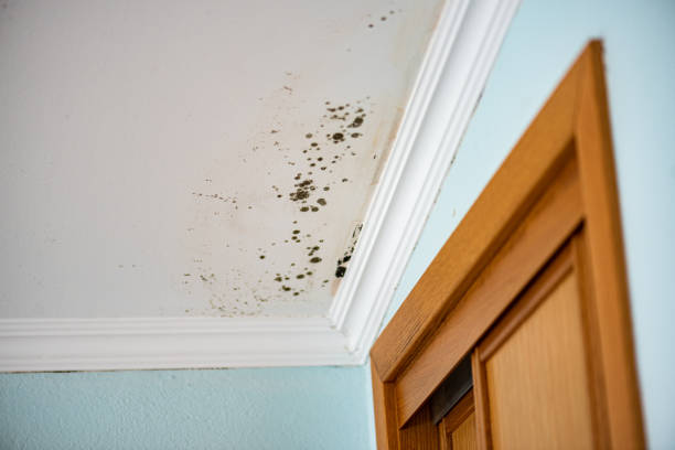 Best Toxic Mold Removal  in Huntingdon, TN
