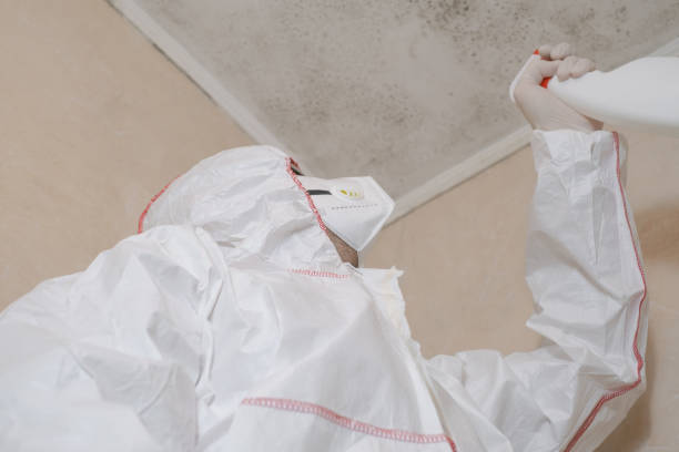 Best Mold Remediation  in Huntingdon, TN