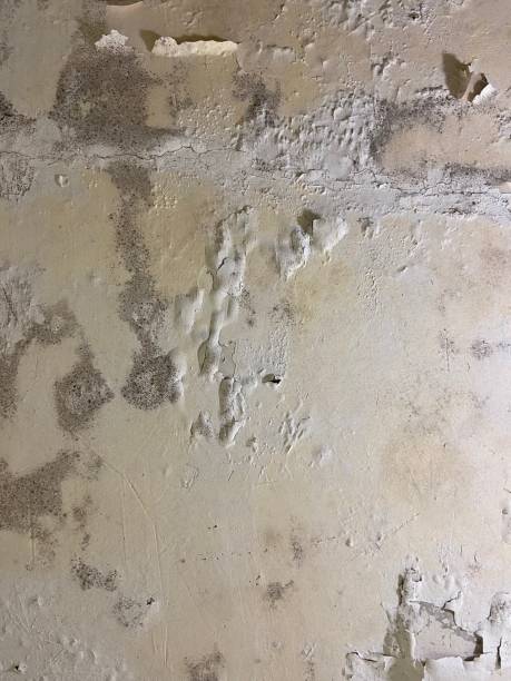 Best Black Mold Removal  in Huntingdon, TN