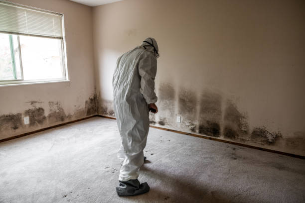 Mold Removal Process in Huntingdon, TN
