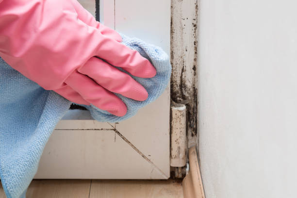 Best Mold Remediation  in Huntingdon, TN